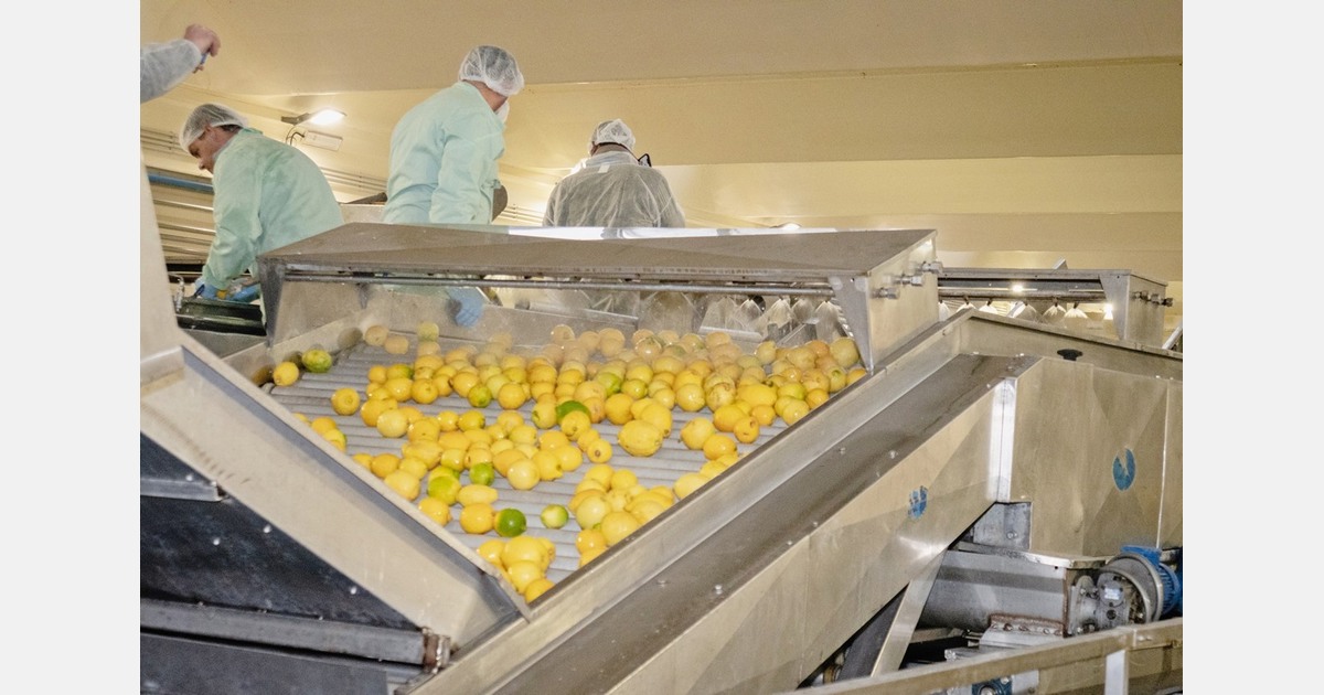 Обработка и экспорт цитрусовых: опыт сицилийской компании Citrofood