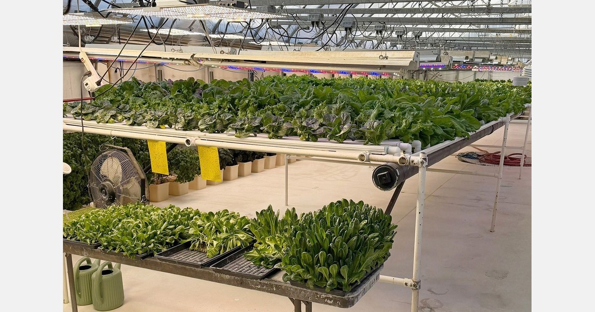 Овощи в мороз: как на Аляске выращивают зелень при −40 °C