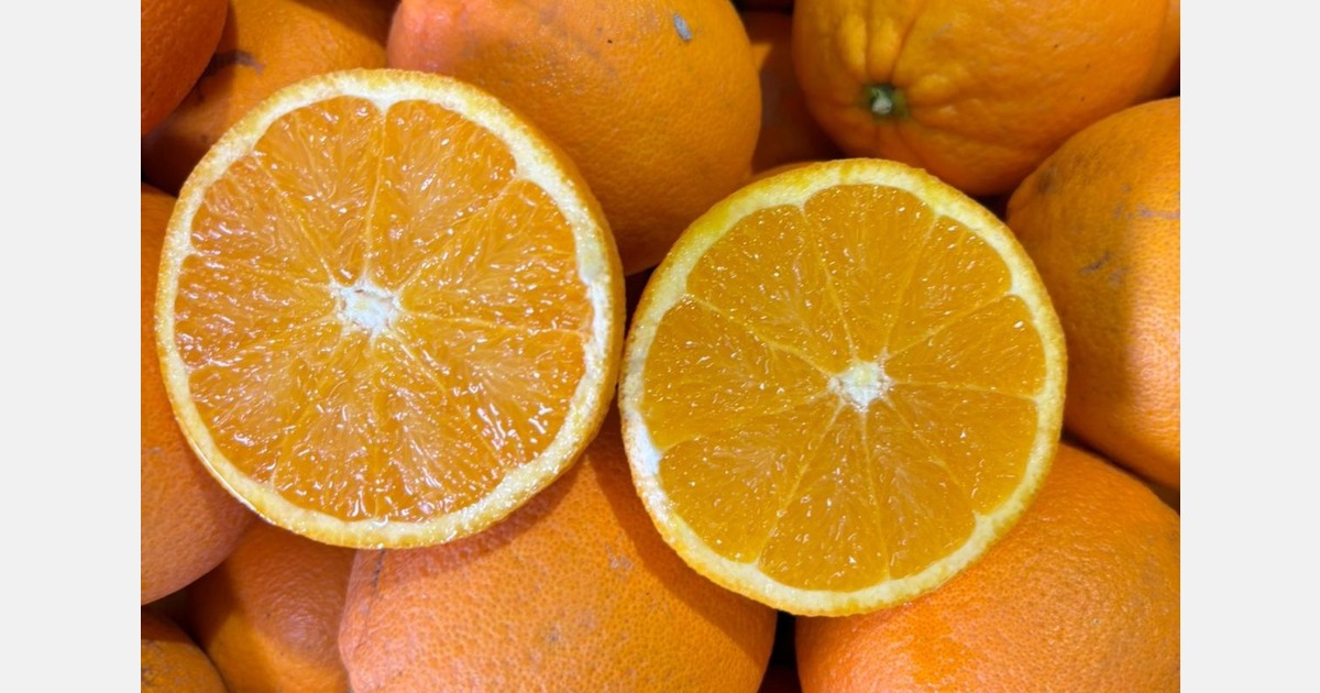 Апельсины Lane Late: ставка на стабильность и рынки Севера Европы