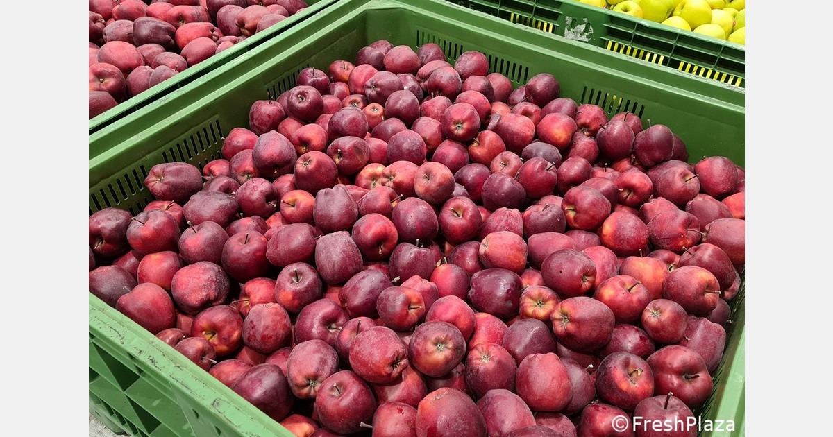 War in the Middle East: spring export campaign of Italian apples at risk