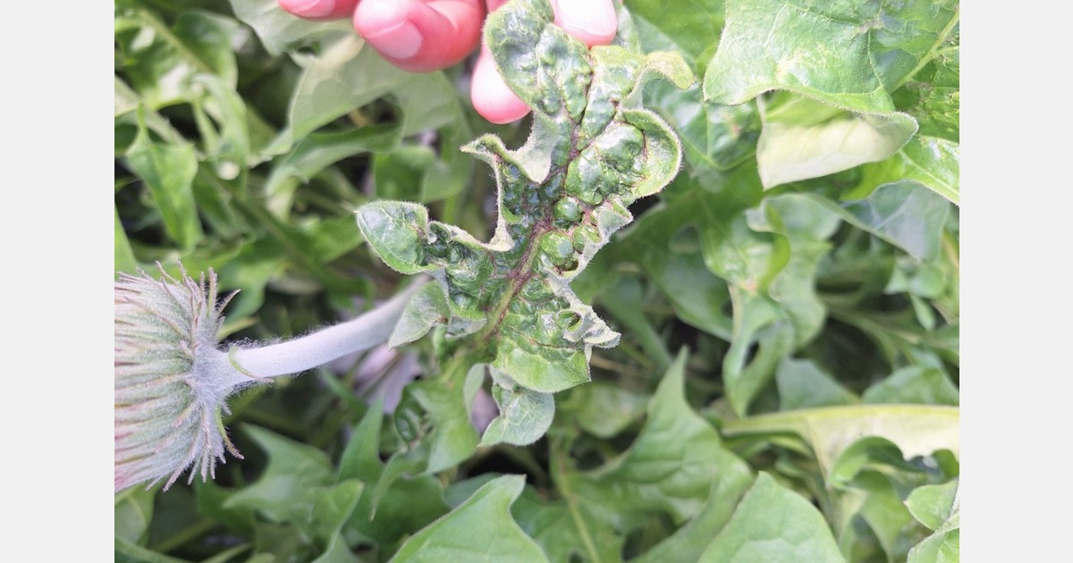 Warning for greenhouses as Thrips parvispinus has landed in Italy