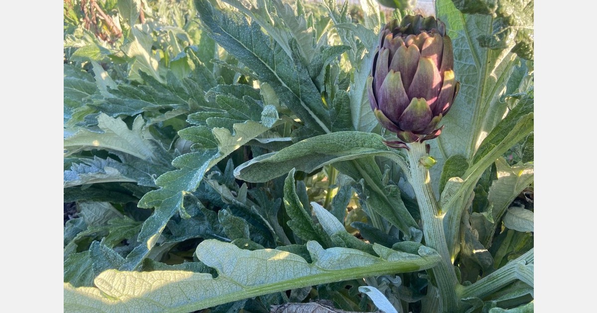 "Extreme weather, foreign imports, and recent price increases in production affect the market"