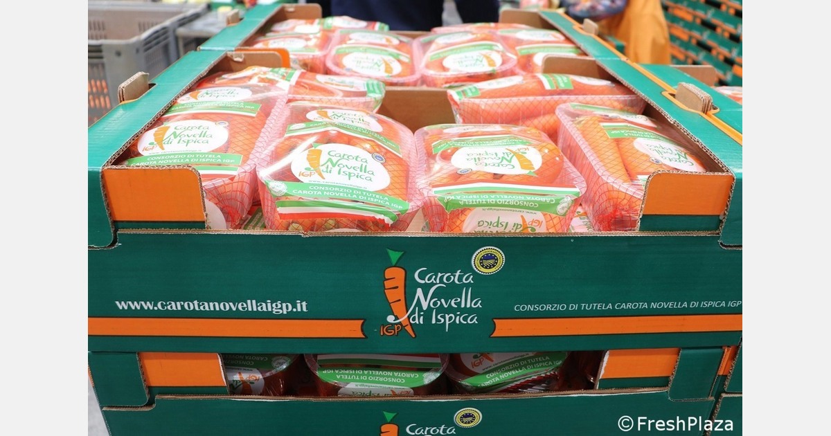 "Carrot harvest in full swing despite bad weather"