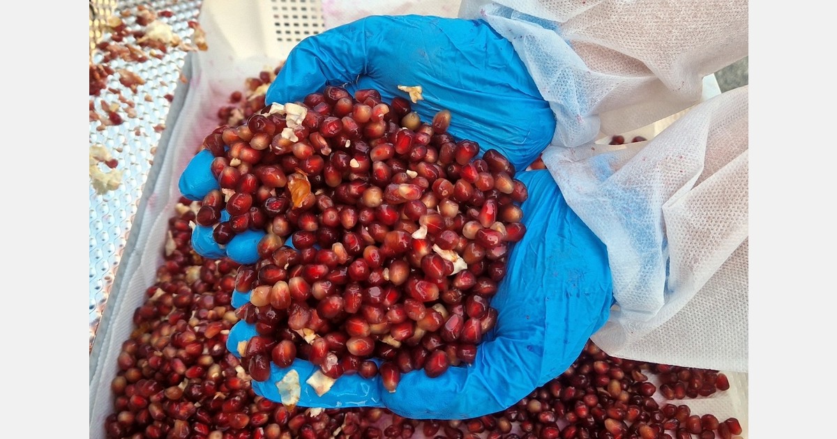 Advanced technology for extracting arils and optimizing production space