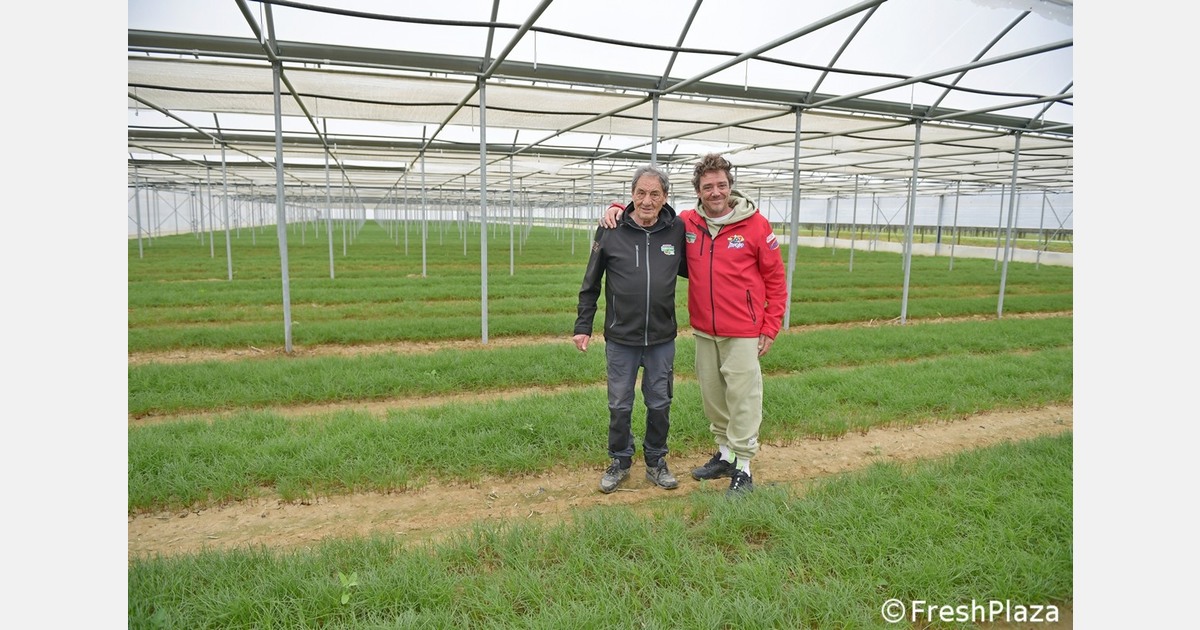 Sales of agretti grown in Northern Italy have started