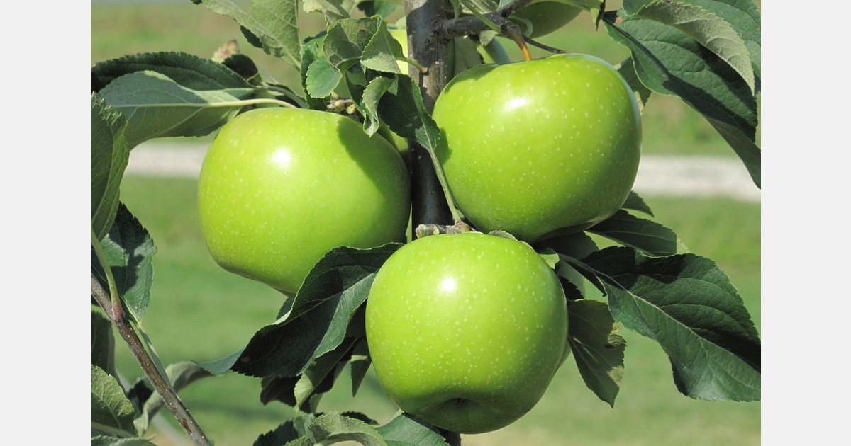 Emerald Crisp Smeralda variety expands in Canada and Europe