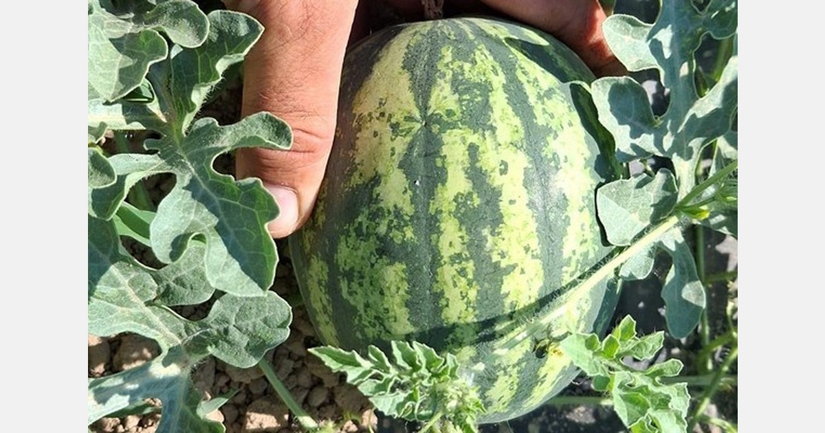 New super-mini watermelon varieties