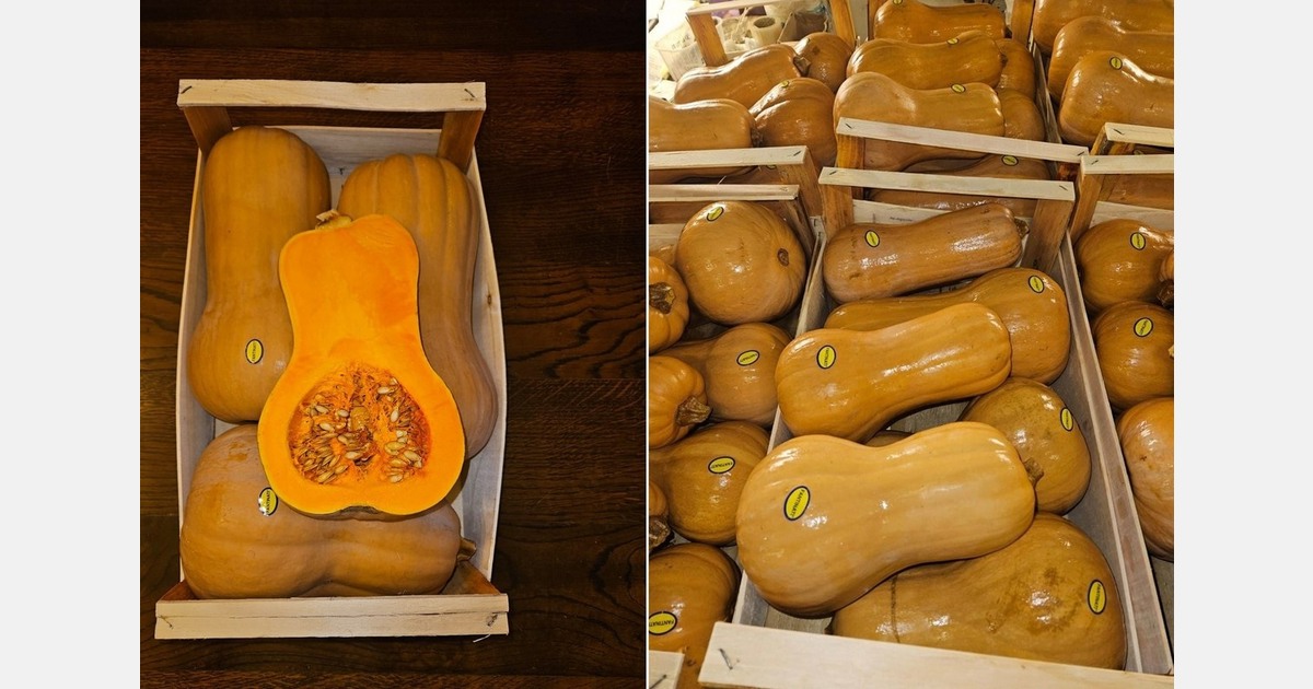 Butternut squash from the Veneto region