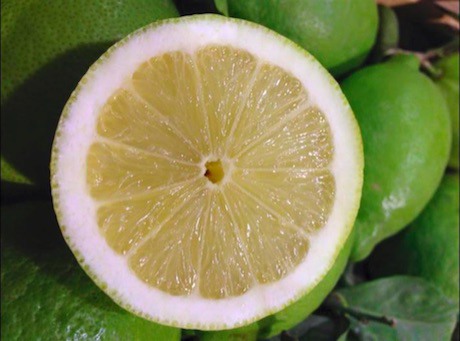 Clone apireno di Femminello presso l'azienda Il Limone del Barone