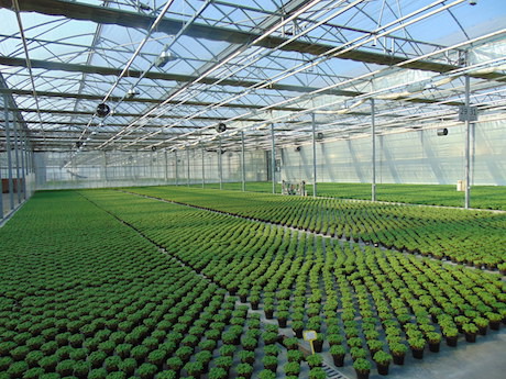 Nuovo sito web per l'azienda ortoflorovivaistica F.lli Simonato