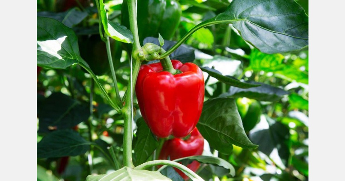 "TSWV resistance is increasingly the norm in bell pepper breeding"