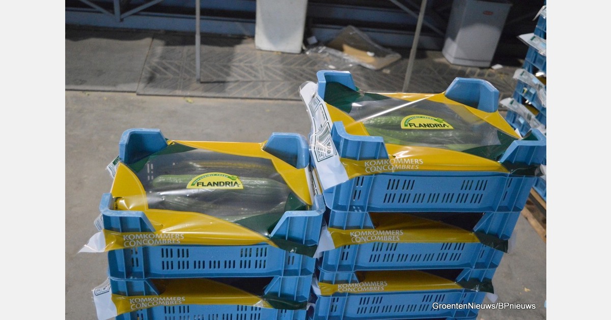 Unprecedented prices at auction for cucumbers