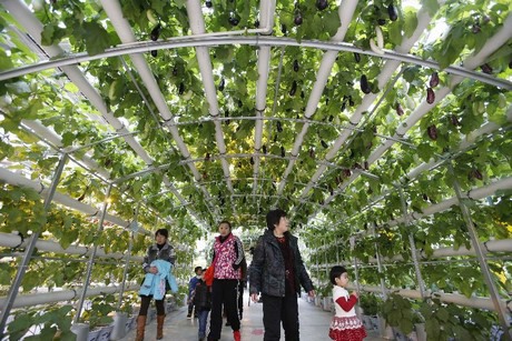 https://agfstorage.blob.core.windows.net/misc/HD_com/2018/11/12/1112_agrigarden01.jpg