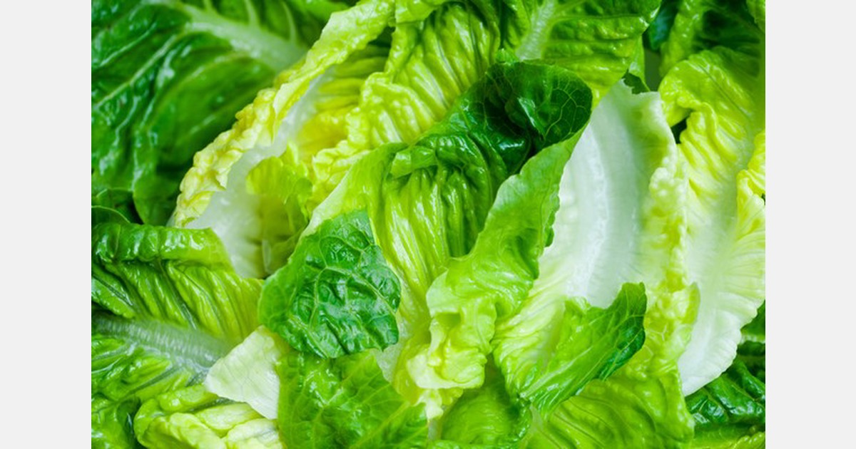 Lettuce prices surge in the US