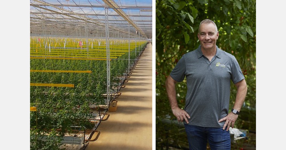 Why Australia's biggest glasshouse grower is expanding its cultivation