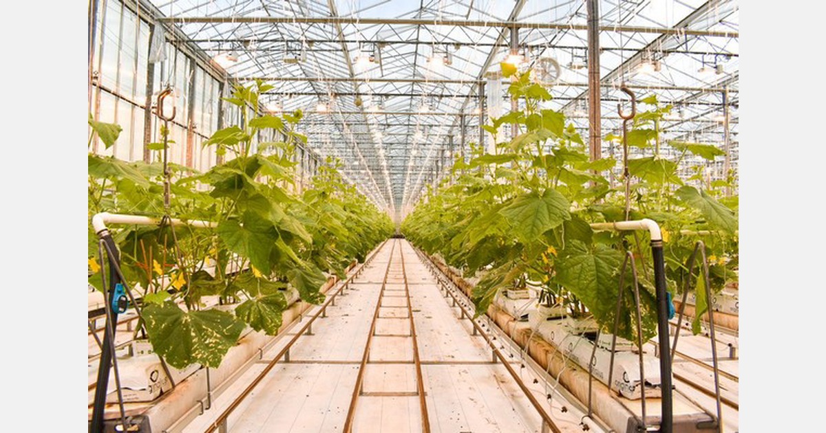 Bushel Boy Farms launches yearround, greenhouse cucumbers in Midwest