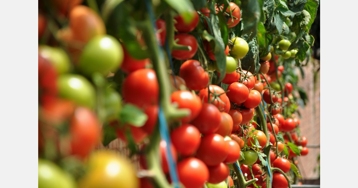 US: Woman sues tomato company saying, "those weren't San Marzano in the can"