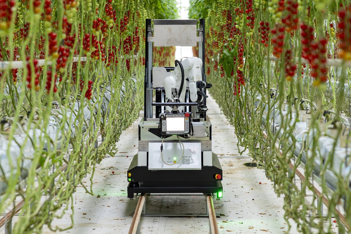 A fully automated cherry truss tomato harvesting robot to hit the