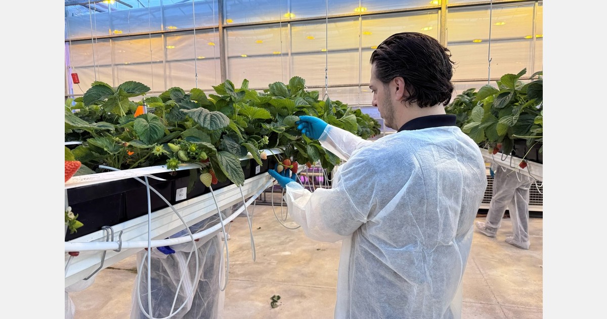 More than 110 strawberry breeding lines in development