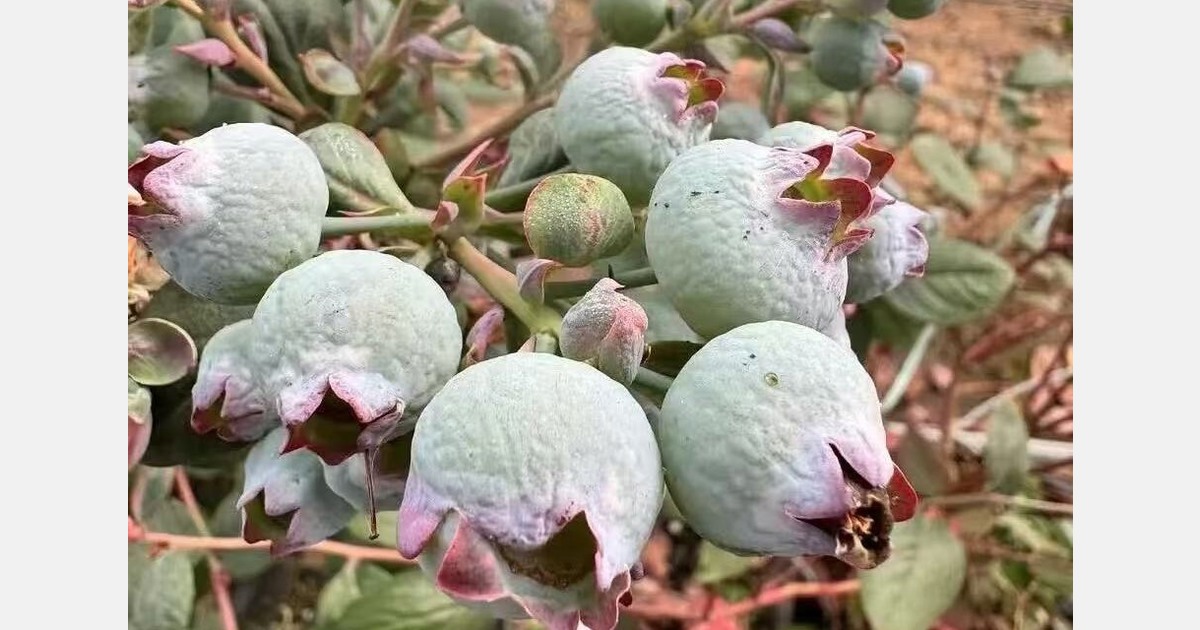China: Yunnan hit by early frost, blueberry and fresh-cut flower industries affected