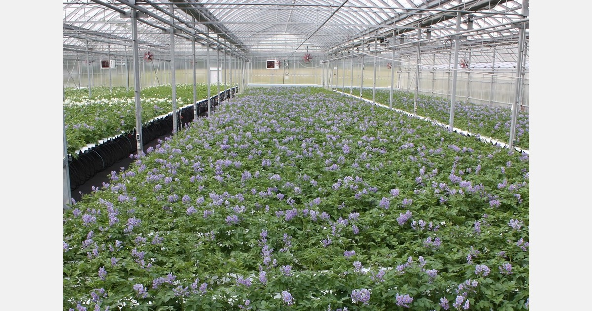 Sklarczyk Seed Farm advances greenhouse minituber production for global markets