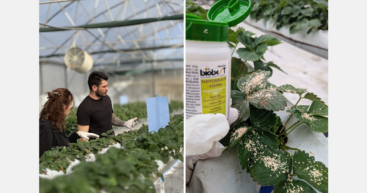 Combining Türkiye and US integrated biological strategies for organic greenhouse strawberries