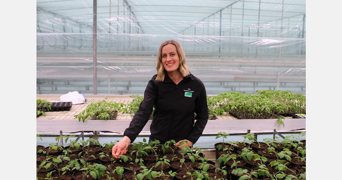 Swedish grower sees strong demand for differentiated tomato varieties