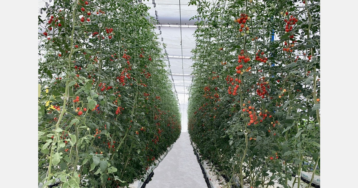 "India’s hydroponics supply gap demands serious commercial scale"