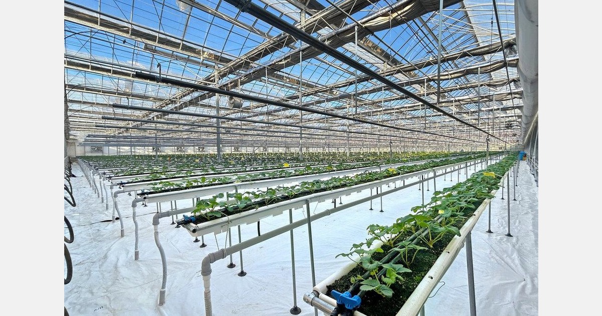 Korean smart farm technology drives hydroponic strawberry production in Uzbekistan