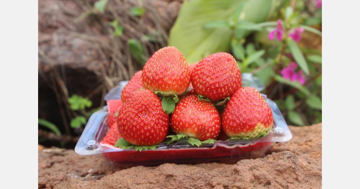 "Modern cultivation technology is transforming one of India's most iconic fruit-growing regions"