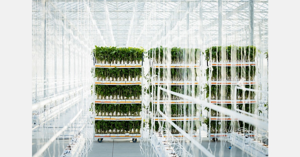 Renewing the acreage doubles yield at Floratom based in Hungary