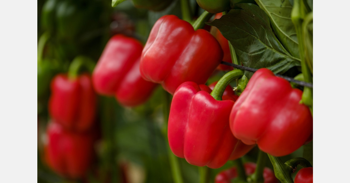 First shipments of Almeria peppers arrive in the U.S.