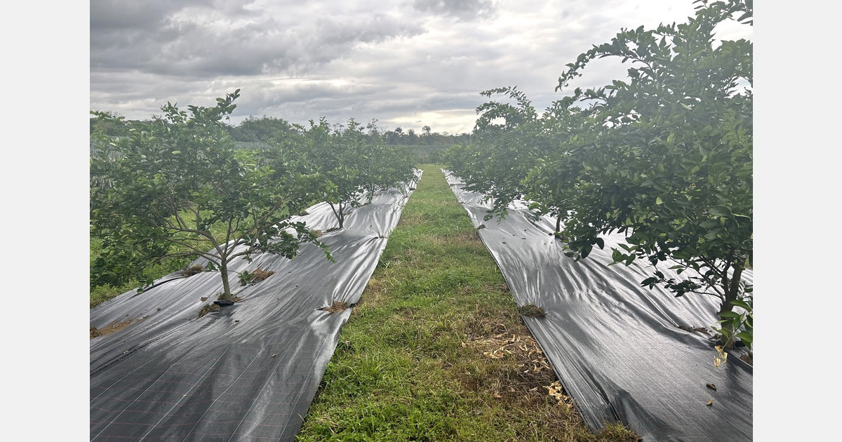 Permeable ground covers offer weed control and soil benefits beyond the greenhouse