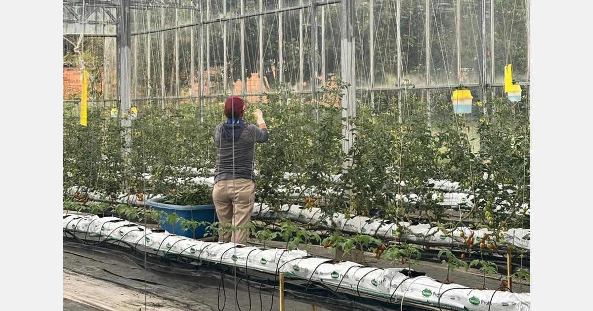 Colombia’s fruit and veg output climbs to 13.7M tons