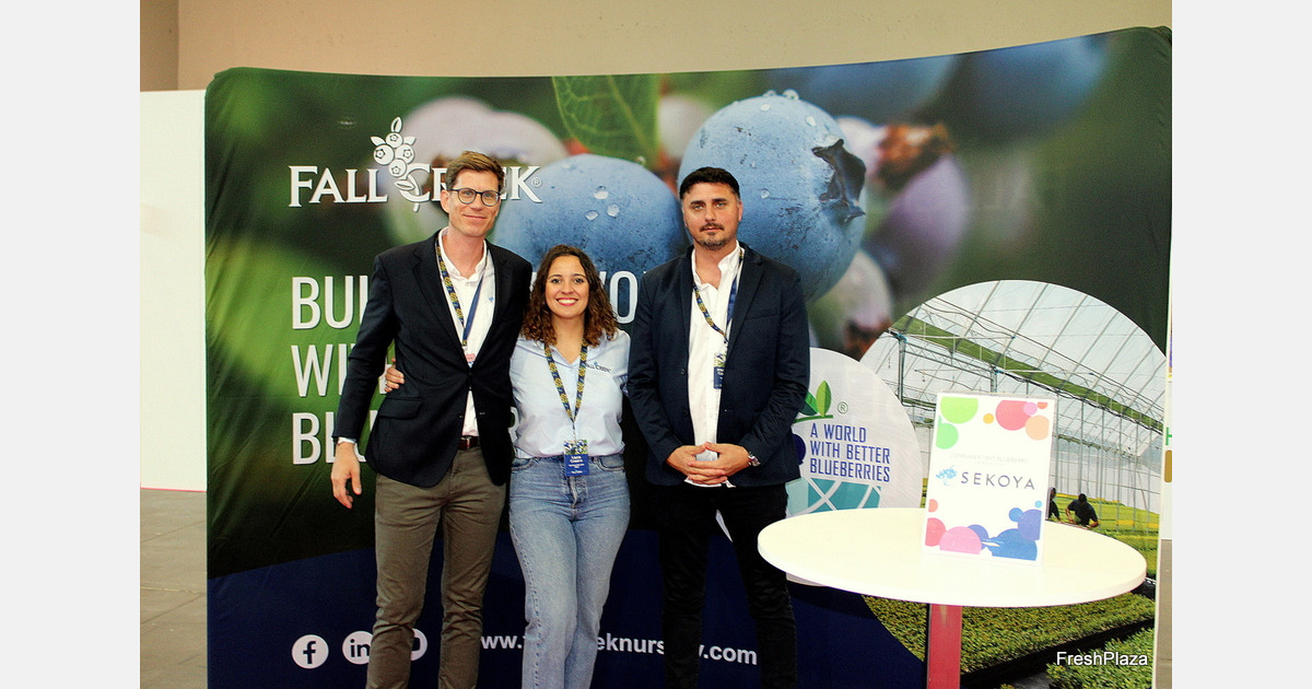 Which Fall Creek blueberry variety is preferred by consumers?