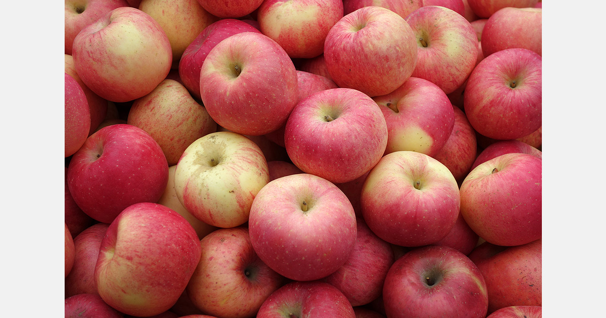 India - New Zealand FTA highlights need for modernisation in Kashmir