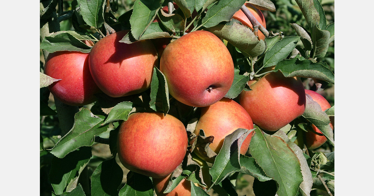 China cultivates 51 million metric tons of apples annually
