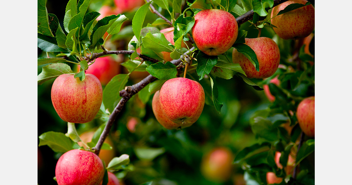 NZ grower drops U.S. apple exports over tariffs and delays