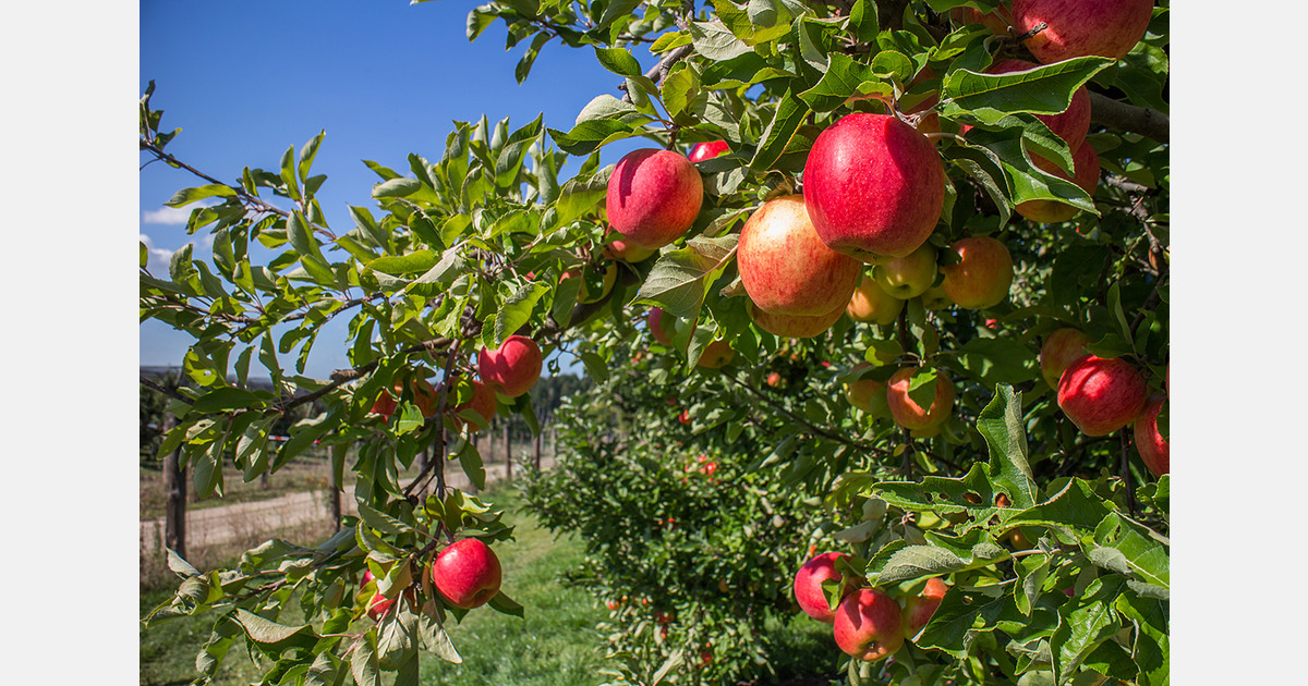 Croatia’s Fortenova exits agriculture with sale of Vinka Plus