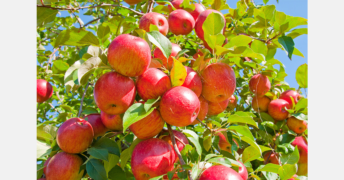 Jammu and Kashmir expands apple storage and market access