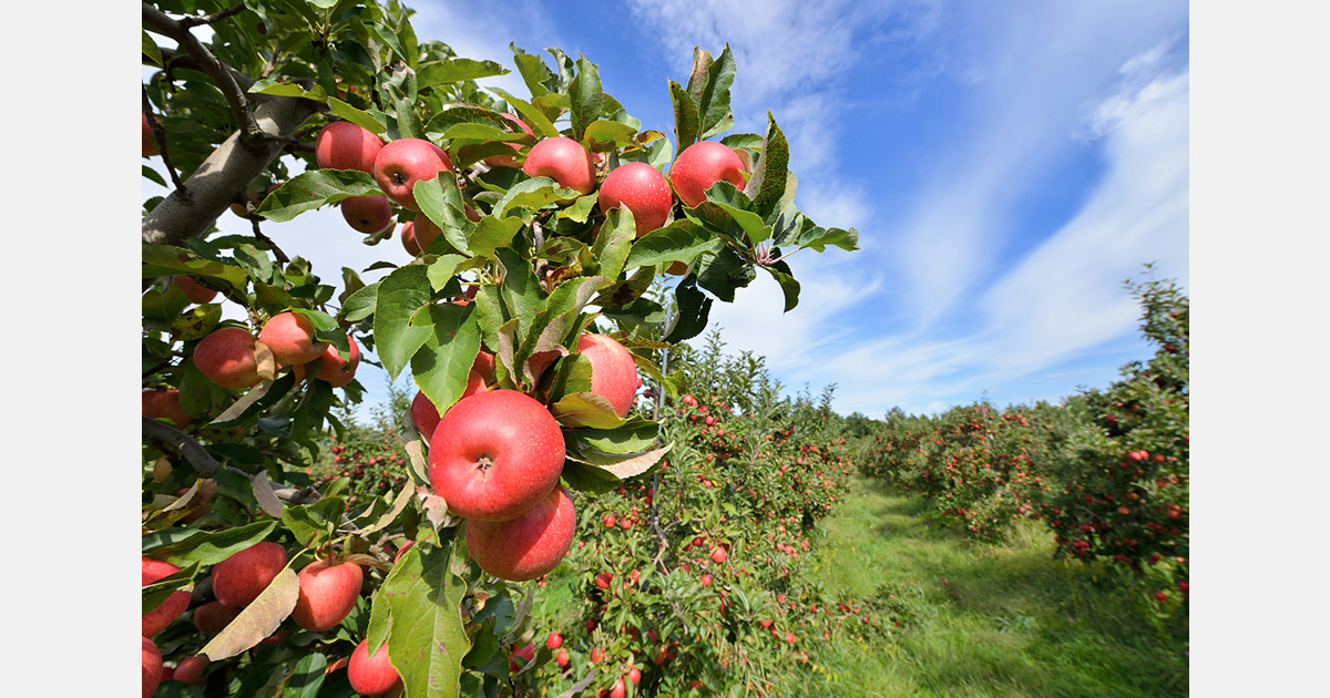 Apple farming remains vital for Devoll farmers