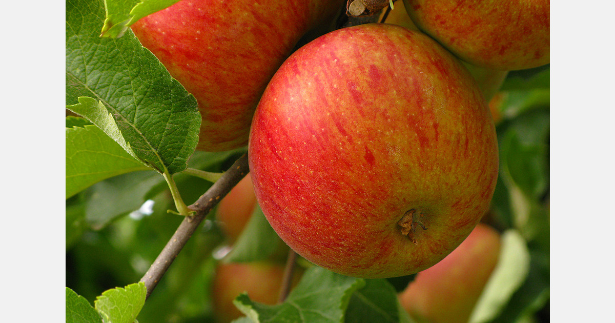 Hungarian apple output falls to record low