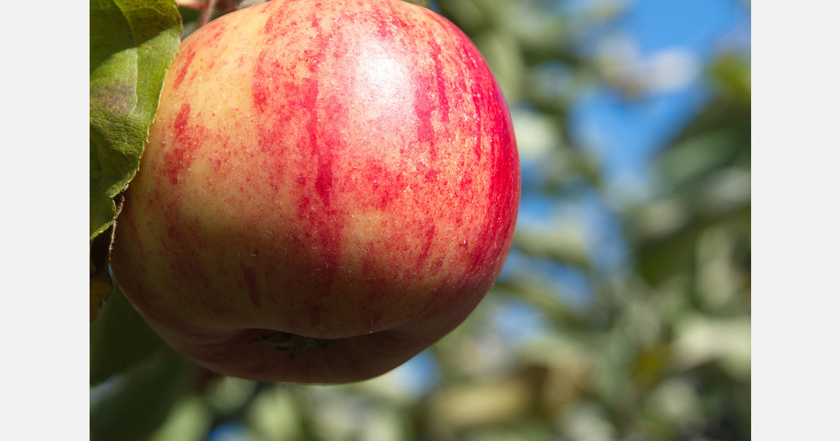 South Koreans consume 3.93g sugar daily from apples