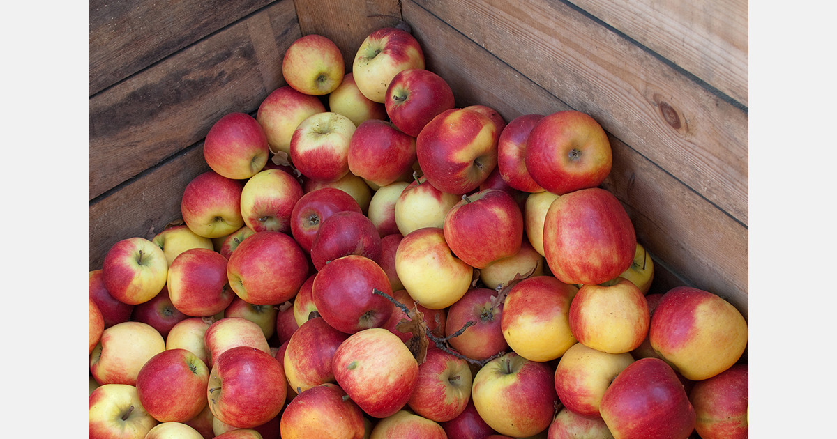 Georgian apple exports rise in volume and value