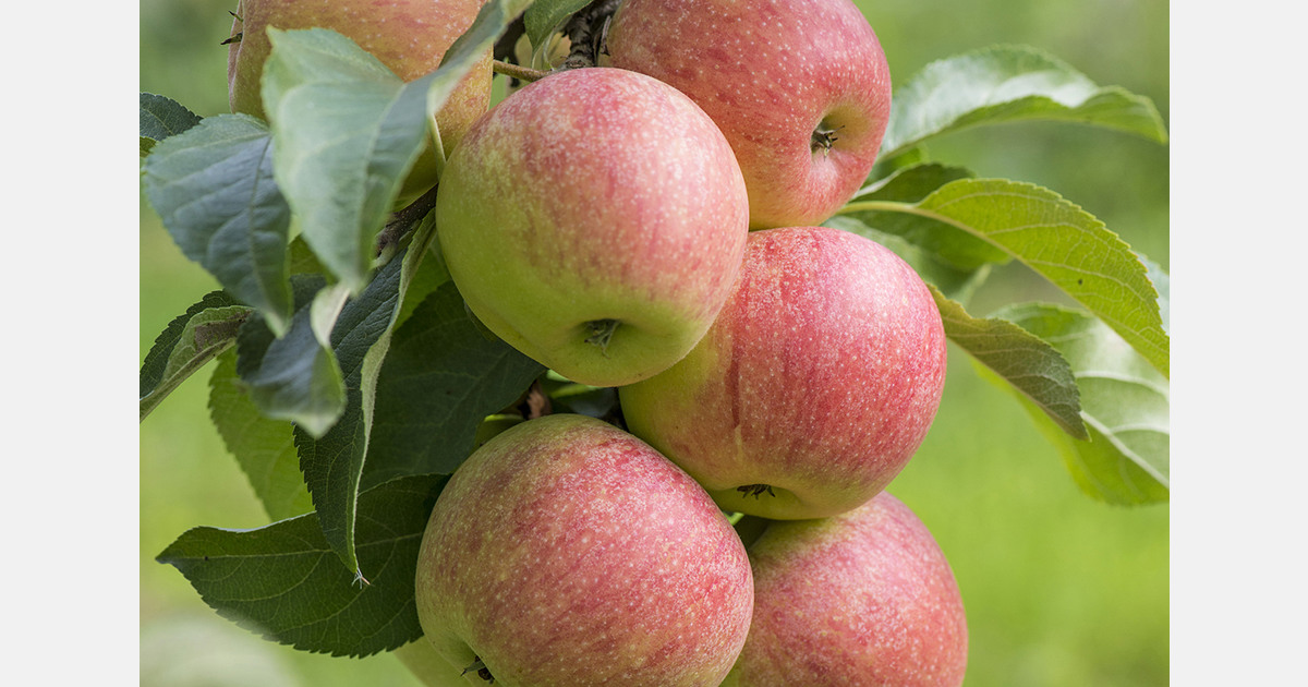 India grows KLD apples in Andhra Pradesh with higher prices