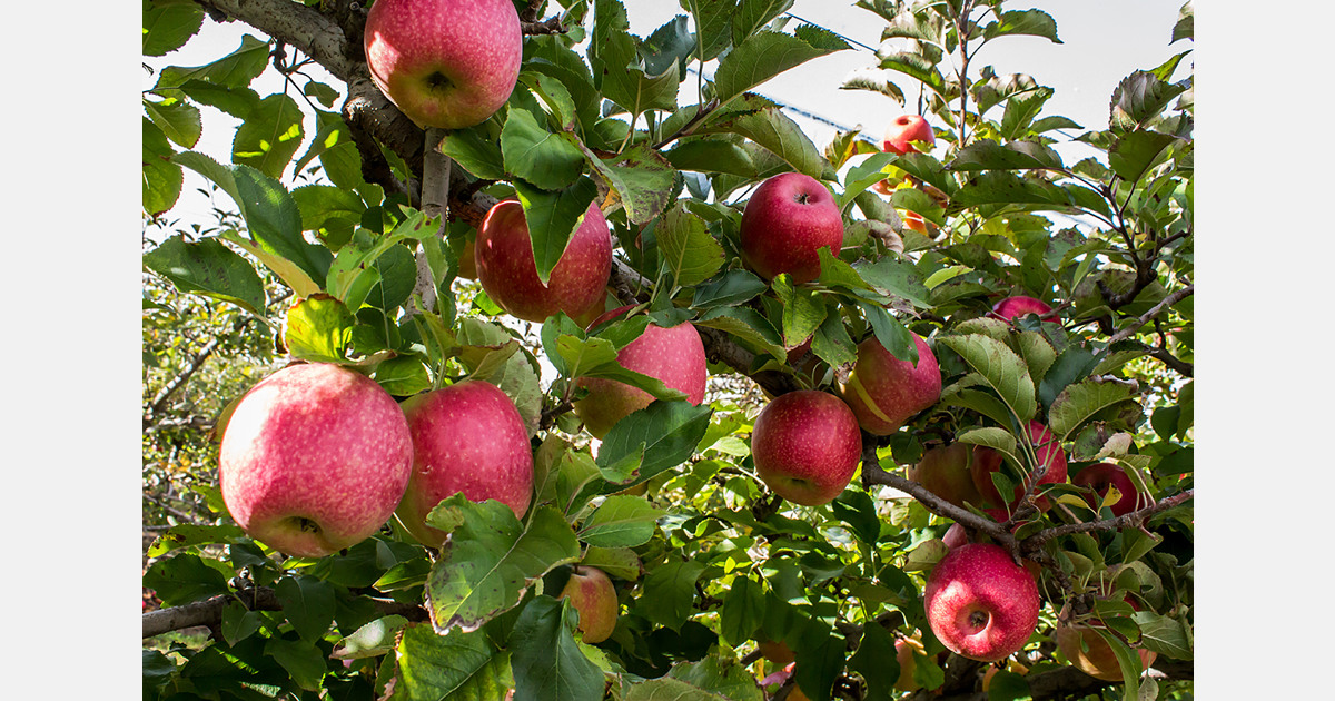 Azerbaijan apple exports up 35% in 2025