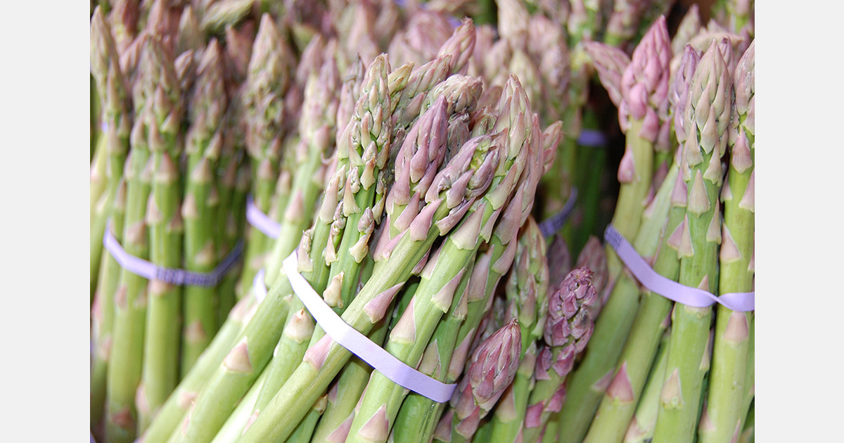 Ранний урожай спаржи в Великобритании: опыт фермера с кокосовой койрой