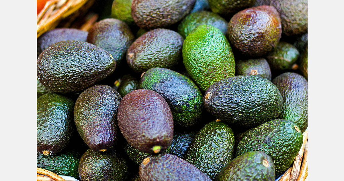 Kenyan avocado export focus shifts to China