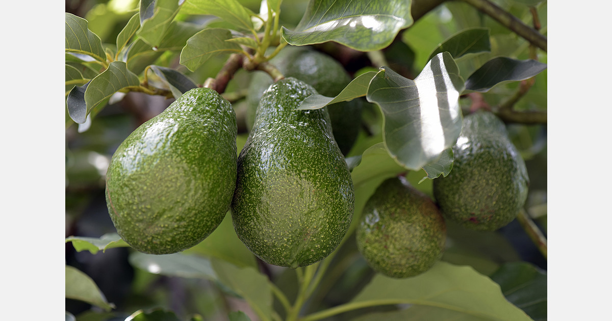 Morocco ships 19,600 tons of avocados to Germany in 2025