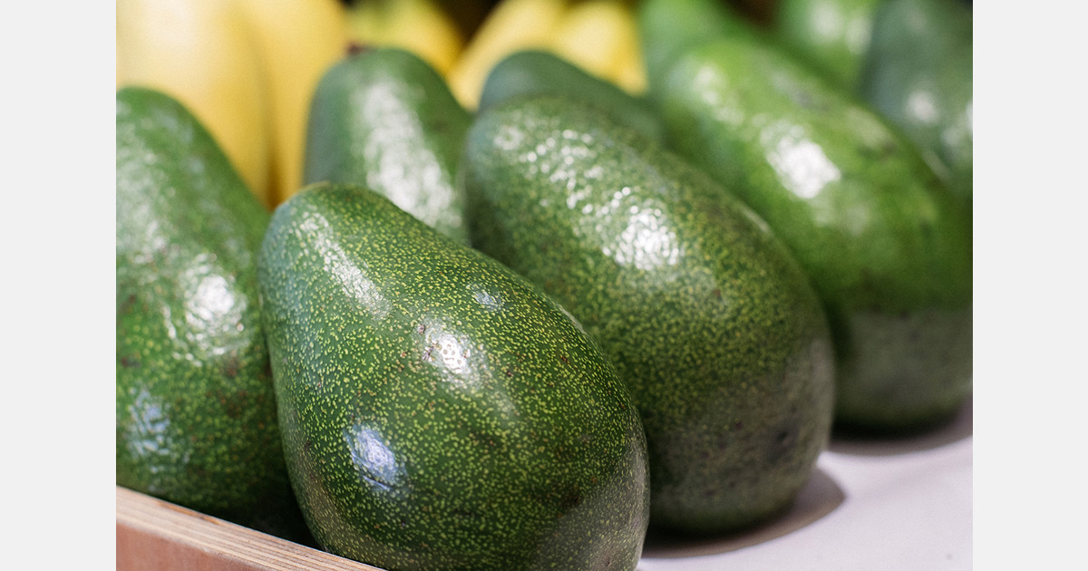 Kenyan avocado firm to invest in value addition as it eyes U.S. market